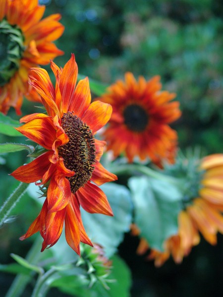 Dark sunflowers By Gjack