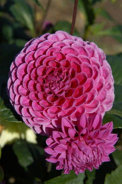 Dahlia II