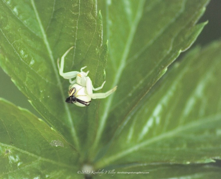 Goldenrod Crab Spiders Mating P5543