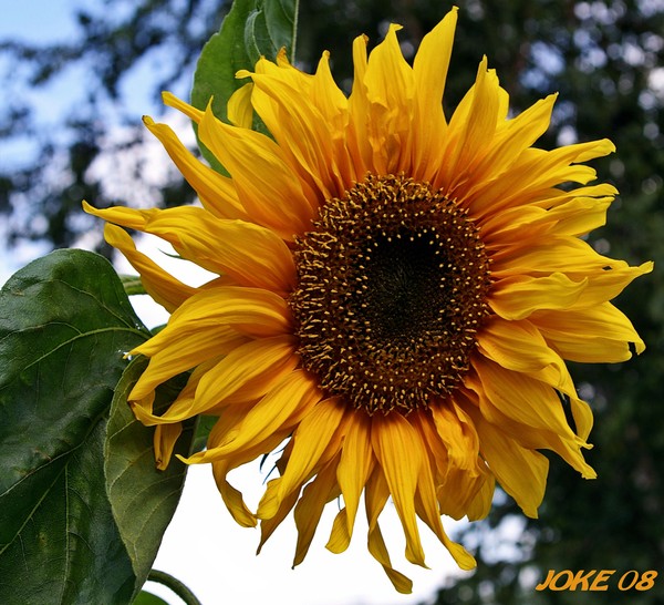 Have al a sunny day