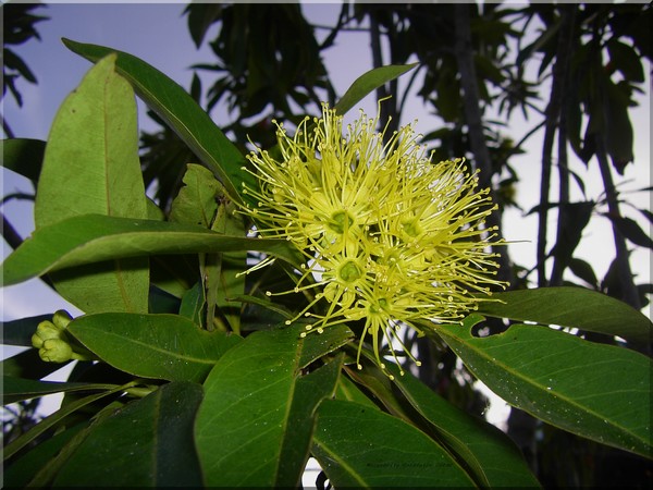 Yellow Gums
