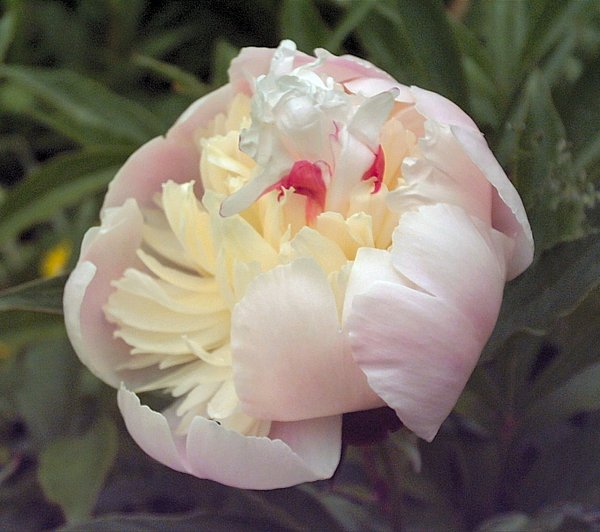 Bloom!
