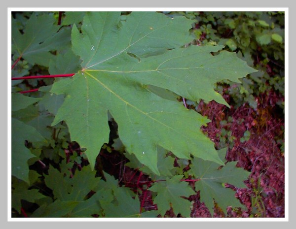 Maple Leaf