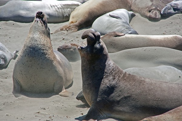 Elephant seals