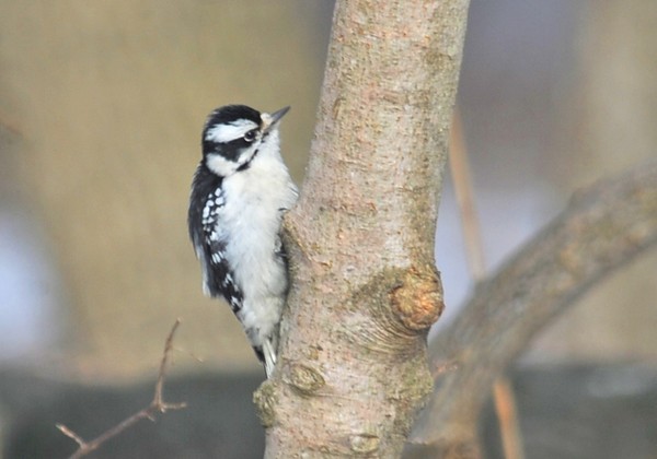 Downy Woodpecker