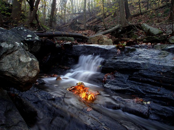 Leaves on Fire