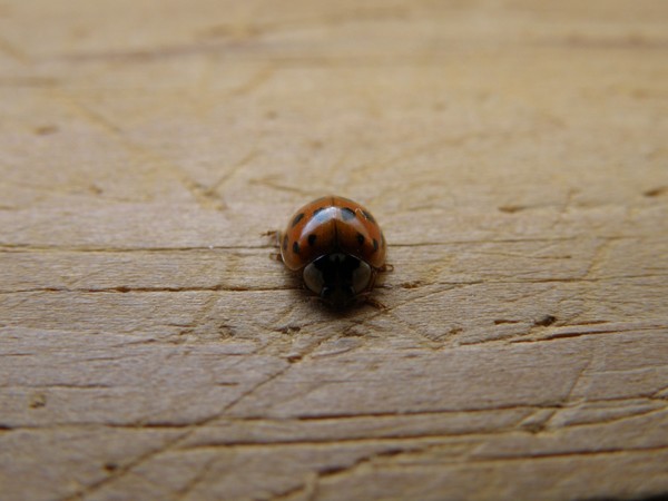 Lady Bug