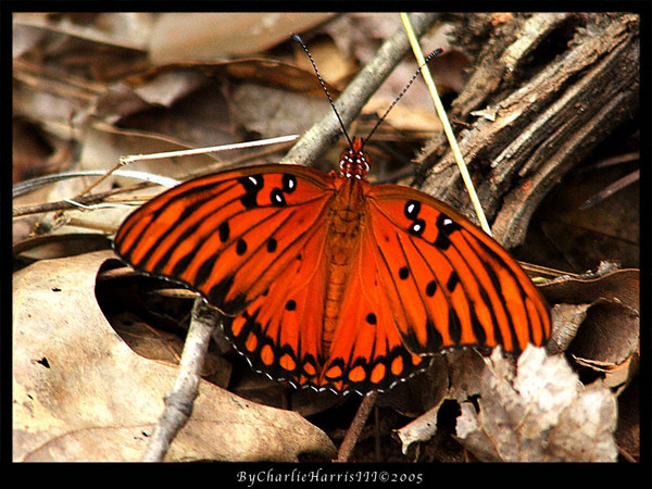 October Butterfly