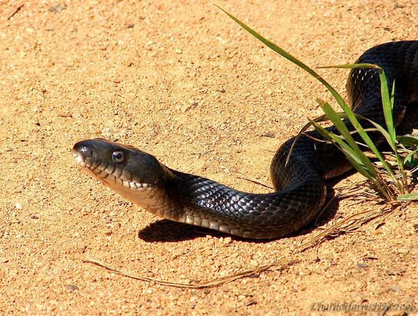 Rat Snake