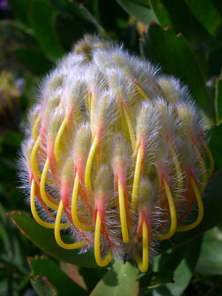 Opening Up