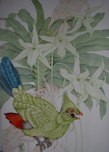 Angraecum sesquipedale and Livingstones Turaco
