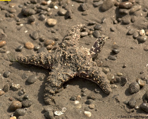 Hello from the Pacific Ocean!