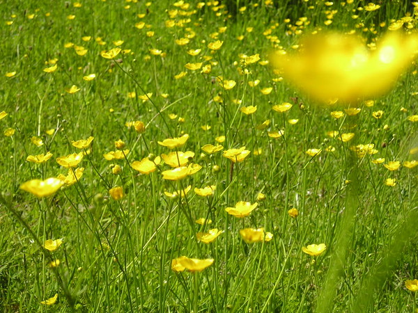 A field of Buttercups