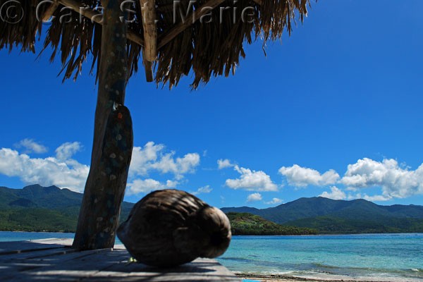 Coconut on Mystery Island