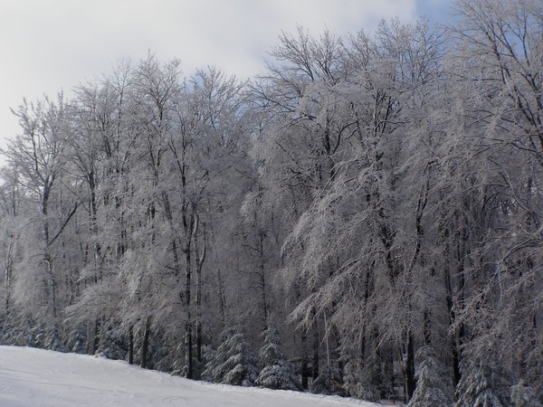 Frozen Forrest