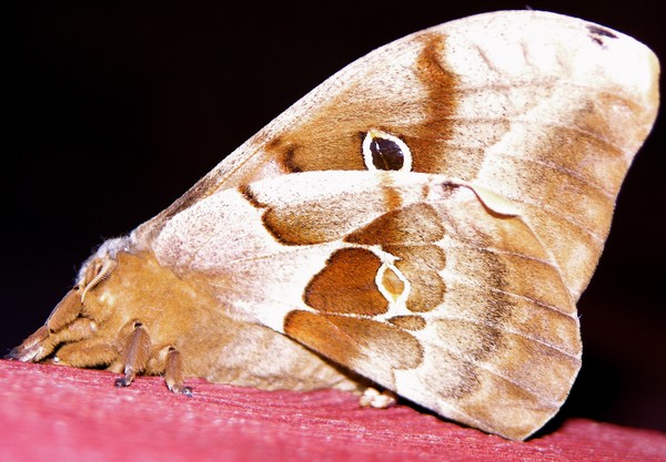 Moth1