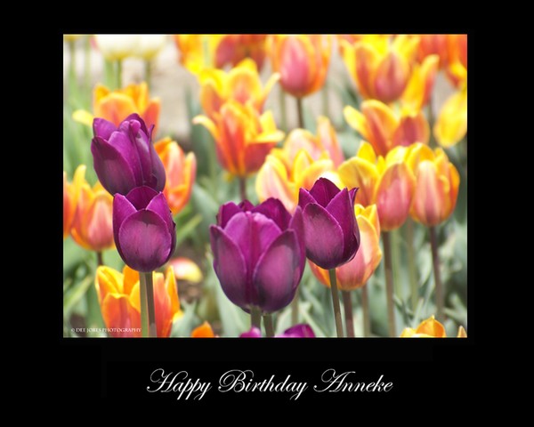 Happy Birthday Anneke