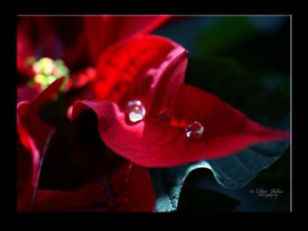 Christmas Greetings
