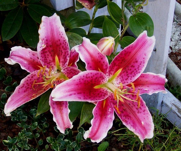 A Touch of Spring
