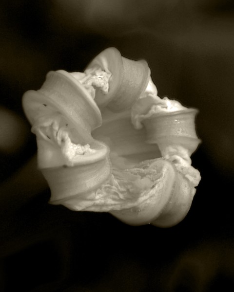 White Blossom