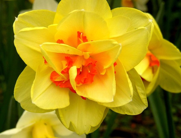Daffy.!