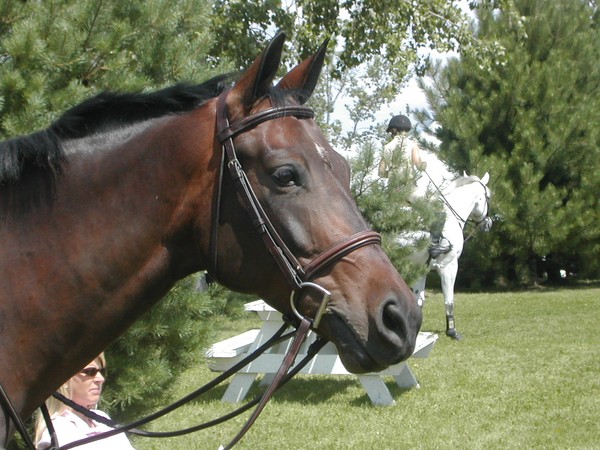My Horsie