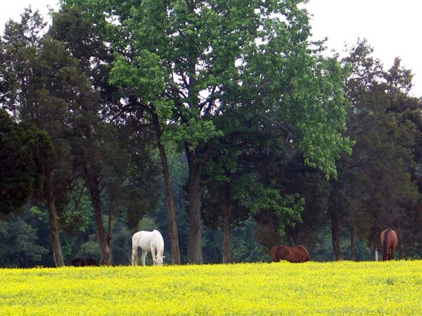 green horses