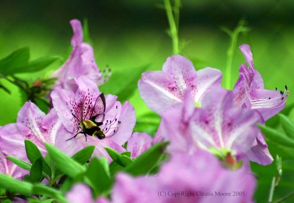 DC Bee