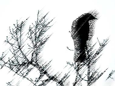 crow