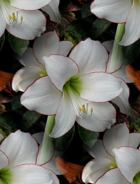 White Lilies (Three)