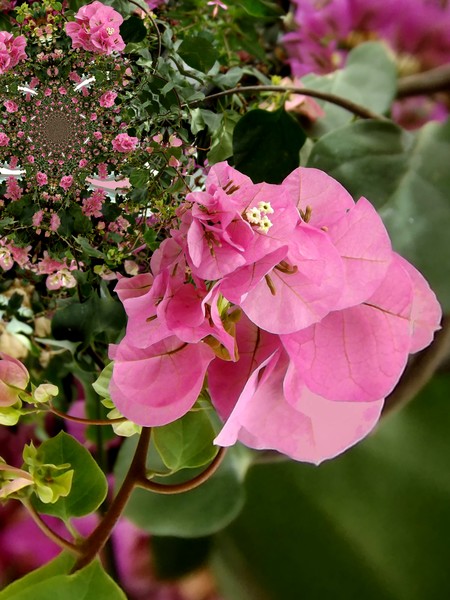 Pretty Pinks (One)