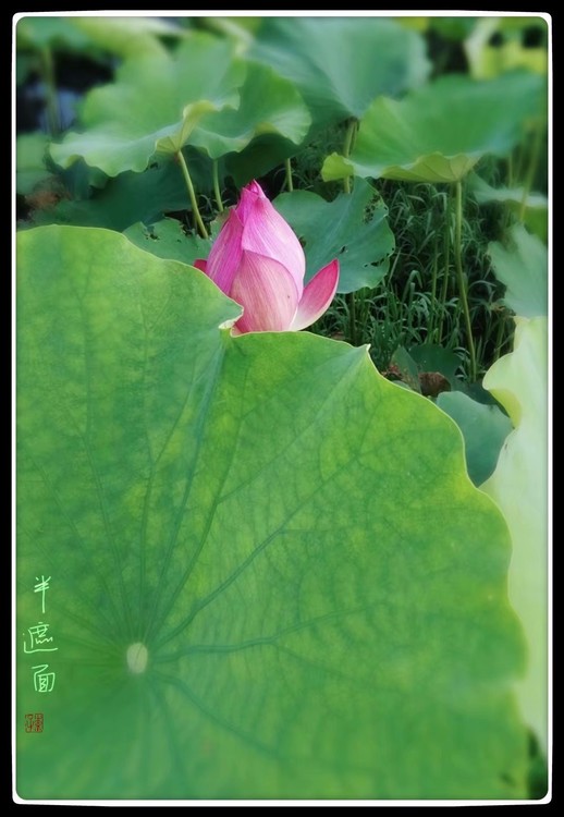 Shy Lotus