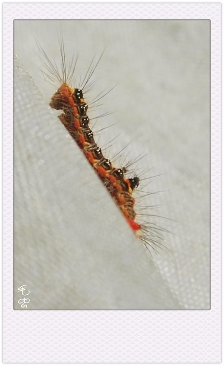 A Will-be Butterfly
