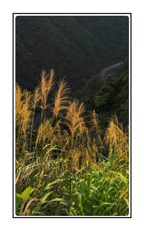 Reeds at Sunset