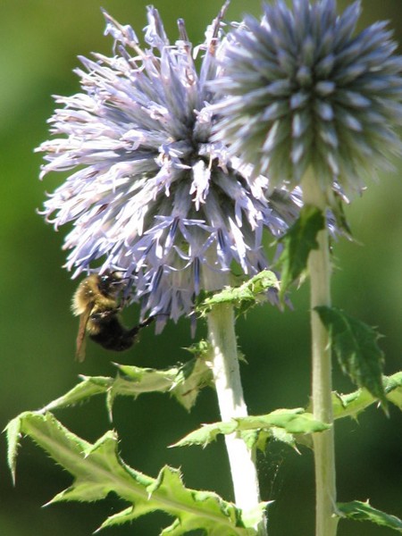 Honey Bee