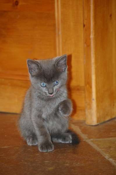 Mr Blue