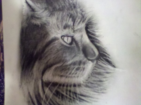 cat
