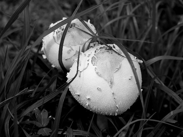 Wild Mushrooms