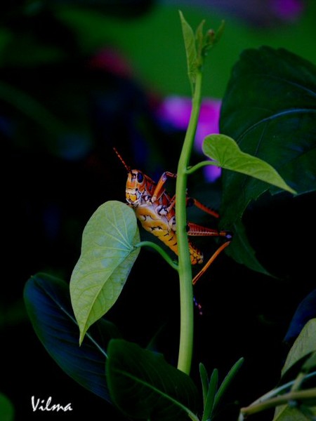 Grasshopper
