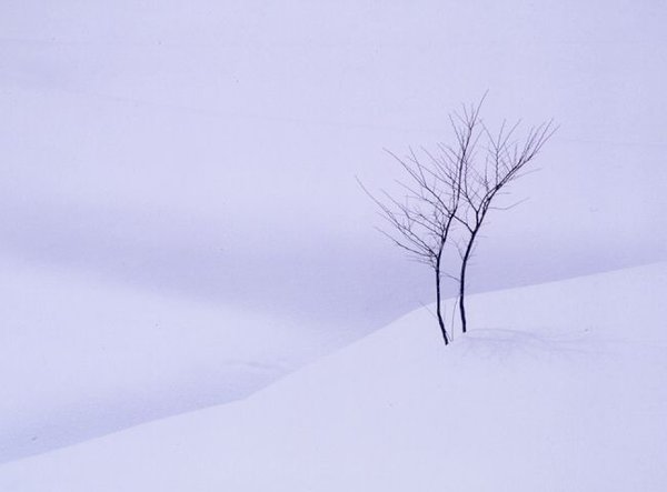 Winter Branches