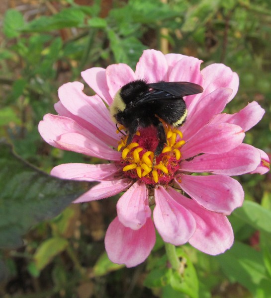 Bumblebee