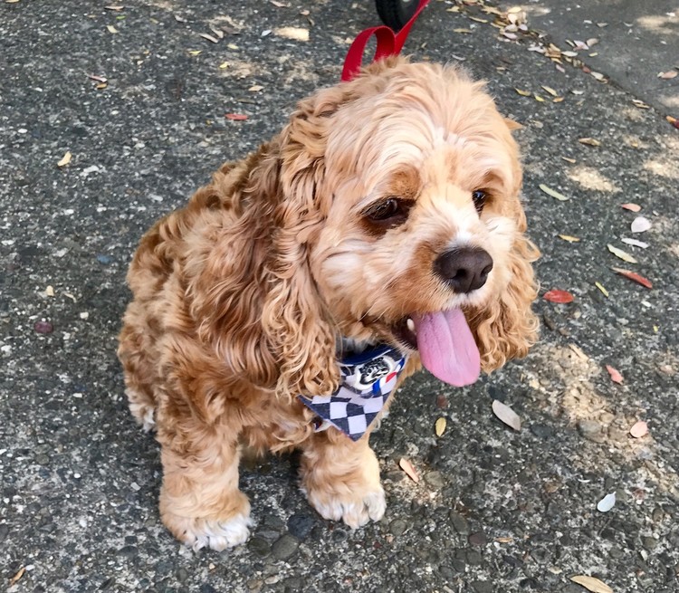 Spaniel