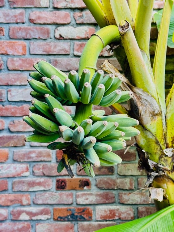 Banana Tree 