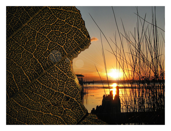 Leaf Sunset