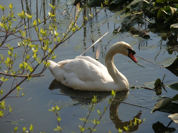 Mute Swan