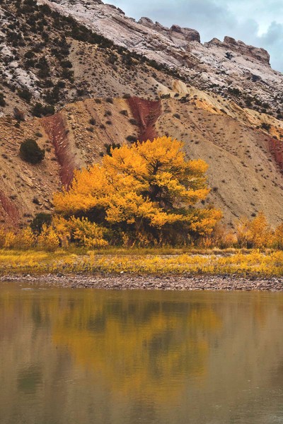 Cottonwood Reflection
