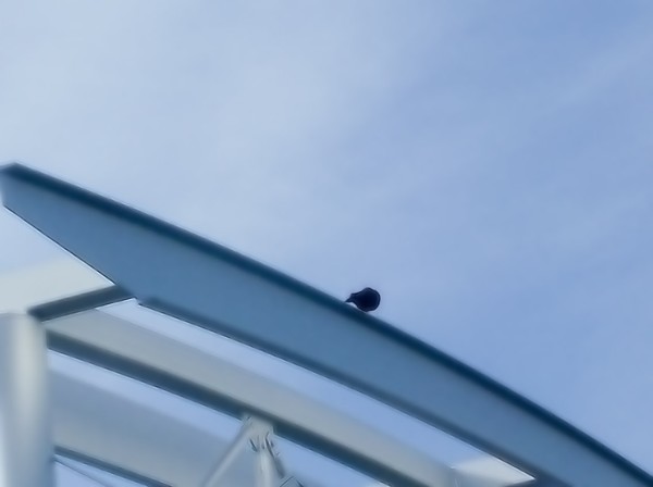perch