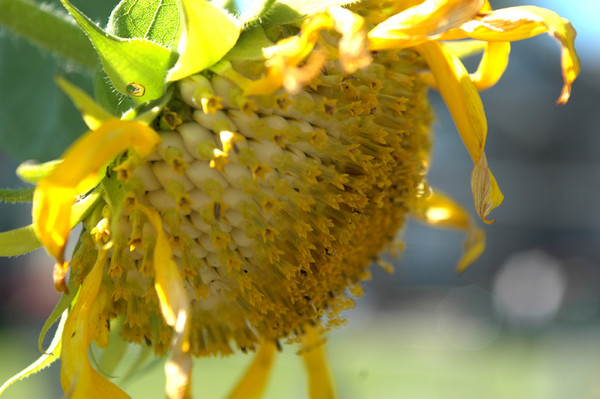 Sad Sunflower