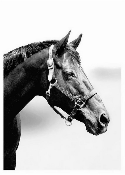 thoroughbred horse
