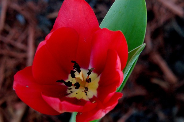 My New Flowers